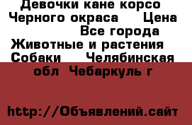 Девочки кане корсо. Черного окраса.  › Цена ­ 65 000 - Все города Животные и растения » Собаки   . Челябинская обл.,Чебаркуль г.
